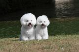 BICHON FRISE 006